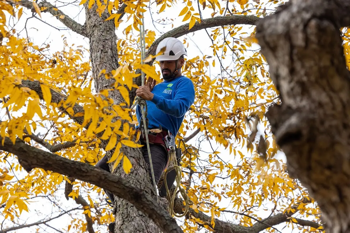 Skilled Tree Pruning crew working in Laporte